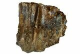 Hadrosaur (Edmontosaurus) Tooth Battery Section #176372-1